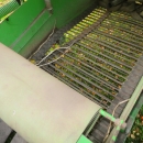 4791 Ekengårds potato harvester 1 row