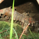 4832 Grimme Gruse blastkross 4x75 cm