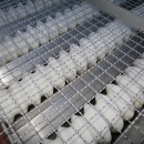 4919 Limas roller grader for peeled potatoes