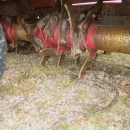 5012 Grimme kupfräs GF 85-4