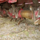 5012 Grimme kupfräs GF 85-4