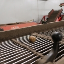5016 Compas Kartoffelsortierer