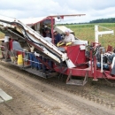 3186 PIK RITE tomato harvester also cucumber
