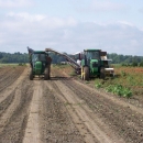 3186 PIK RITE tomato harvester also cucumber