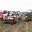 3186 PIK RITE tomato harvester also cucumber