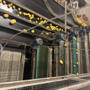 6187 Newtec Celox optisk sorterare för potatis