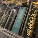 6187 Newtec Celox optisk sorterare för potatis