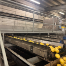 6187 Newtec Celox optisk sorterare för potatis