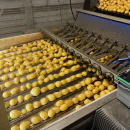 6187 Newtec Celox optisk sorterare för potatis