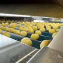 6187 Newtec Celox optisk sorterare för potatis