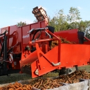 3970 DEWULF GBC carrot harvester with bunker