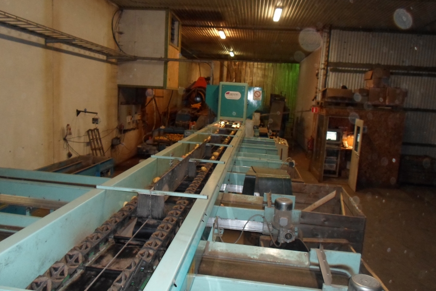 4203 / 4544 Sammo optical grader for apple, potatoes etc