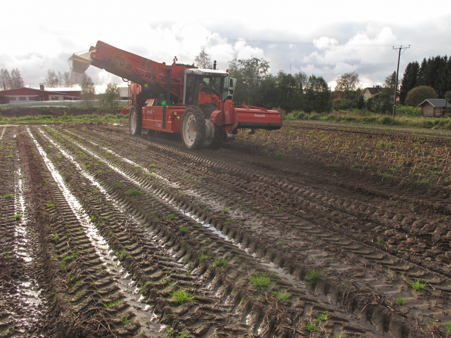 4290 DEWULF RQ3060 potatisupptagare
