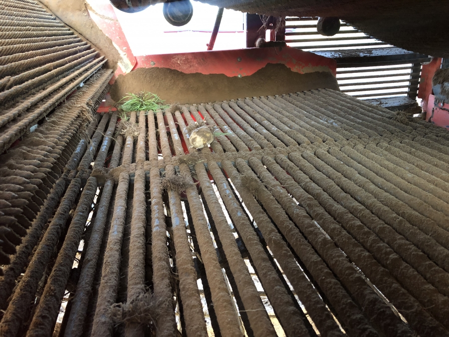 4702 Dewulf RQA3060 potato harvester selfpropelled