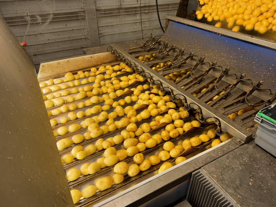 6187 Newtec Celox optisk sorterare för potatis