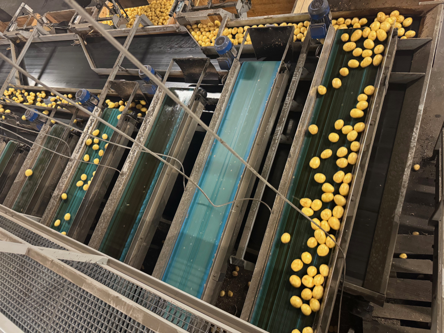 6187 Newtec Celox optisk sorterare för potatis