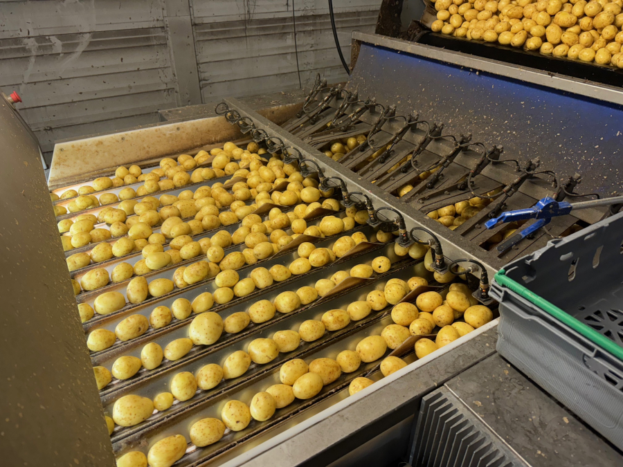 6187 Newtec Celox optisk sorterare för potatis