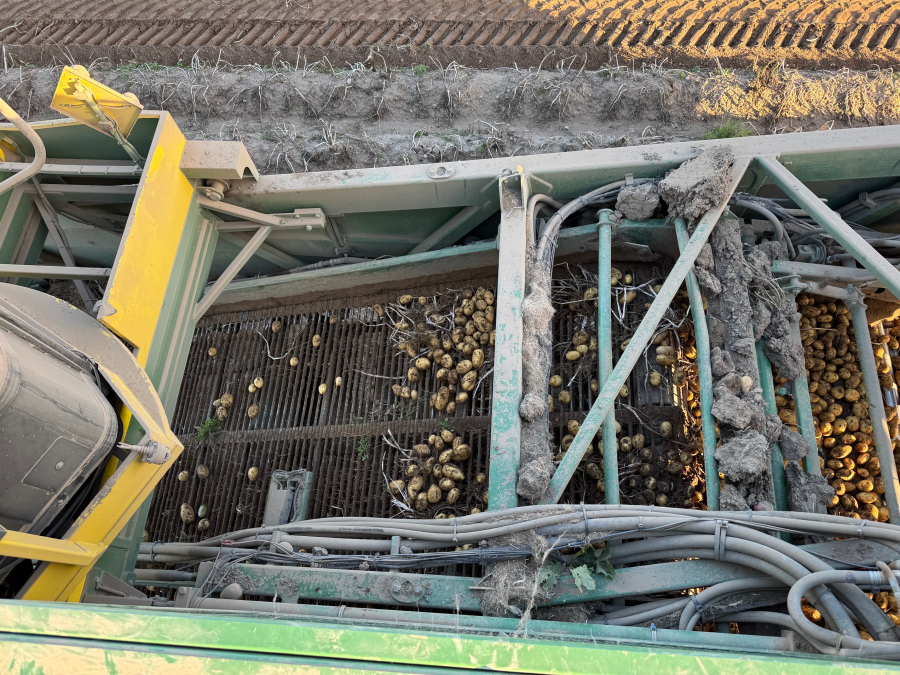 6202 Ploeger potato harvester 4 row with elevator