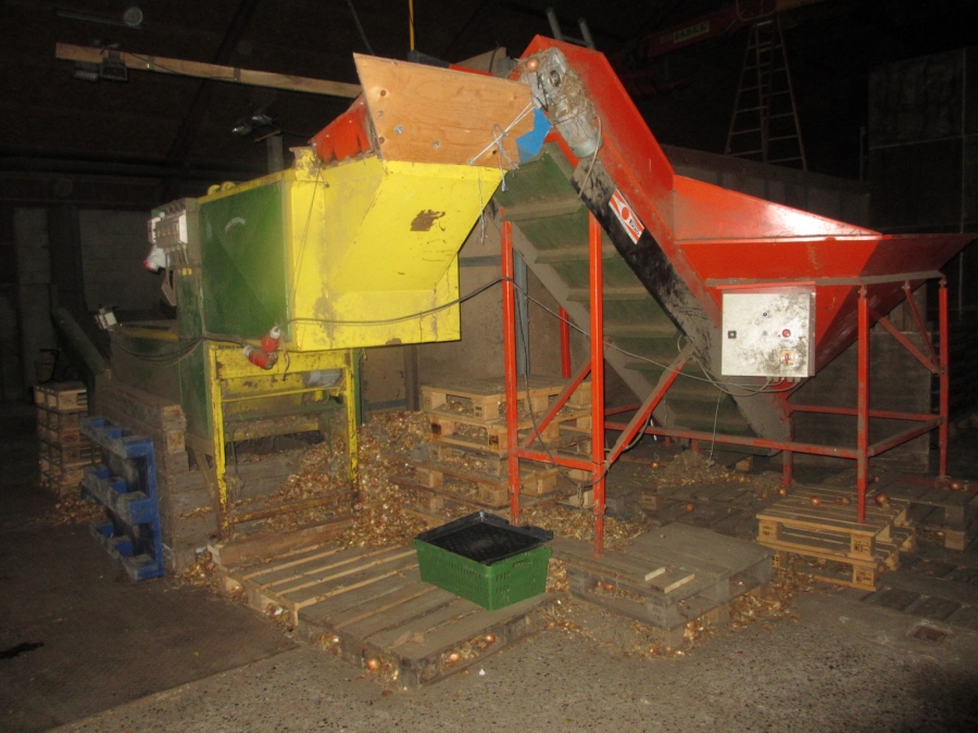 3703 EKKO / Olden line for onion