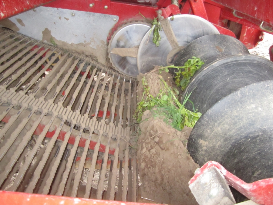 3862 Grimme SF150-60 UB XXL 2 Reihe Kartoffelroder mit Bunker 