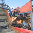 5181 Asa-lift carrot harvester T-100 single row with bunker
