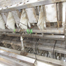 6072 Newtec 2012XBG weigher for carrot and potato