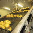 6292 Tong potato washing line with destoner and polisher Stainless steel