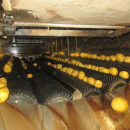 6292 Tong potato washing line with destoner and polisher Stainless steel