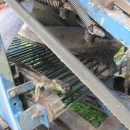3631 Asa-Lift swedes harvester 1 row with elevator