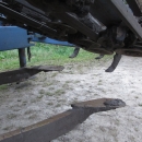 3668 Asa-Lift carrot harvester with elevator 2 row