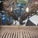 3668 Asa-Lift carrot harvester with elevator 2 row