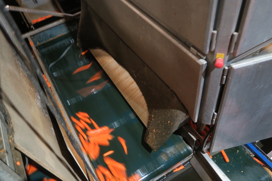 4594 Concept Engineers FOCUS optical grader for carrots potatoes etc