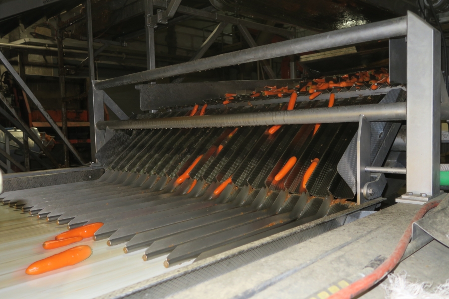 4594 Concept Engineers FOCUS optical grader for carrots potatoes etc