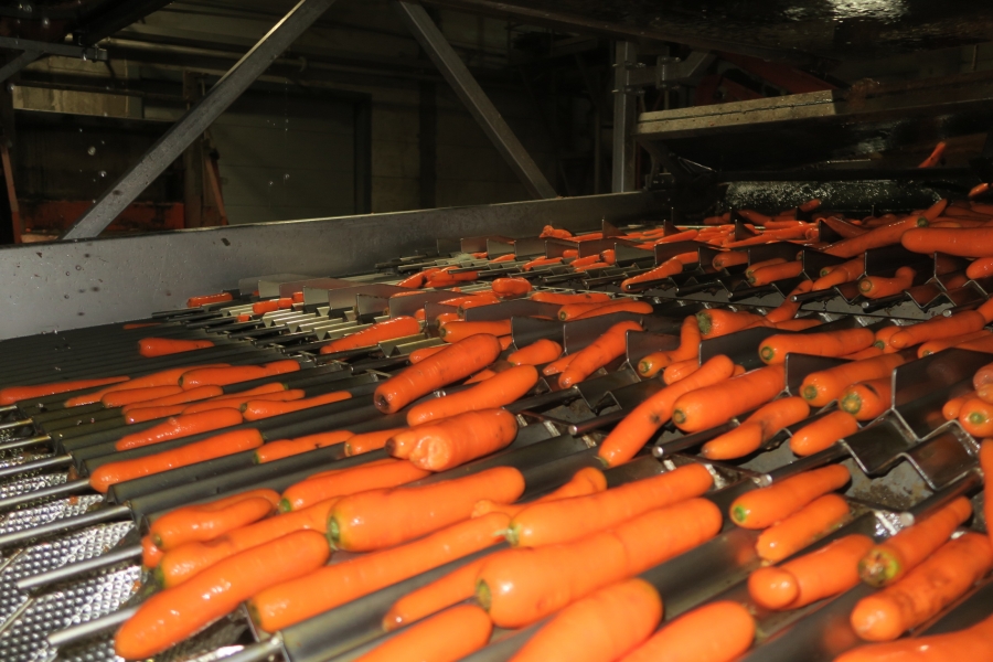 4594 Concept Engineers FOCUS optical grader for carrots potatoes etc