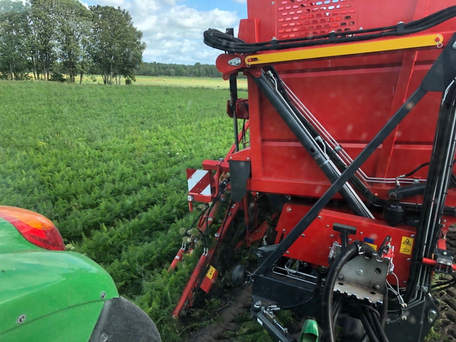 5162 Dewulf GBC carrot harvester