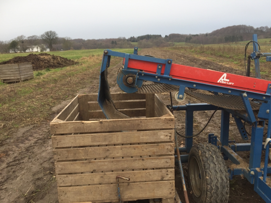 5197 Asa-Lift Combi 1000 carrot harvester