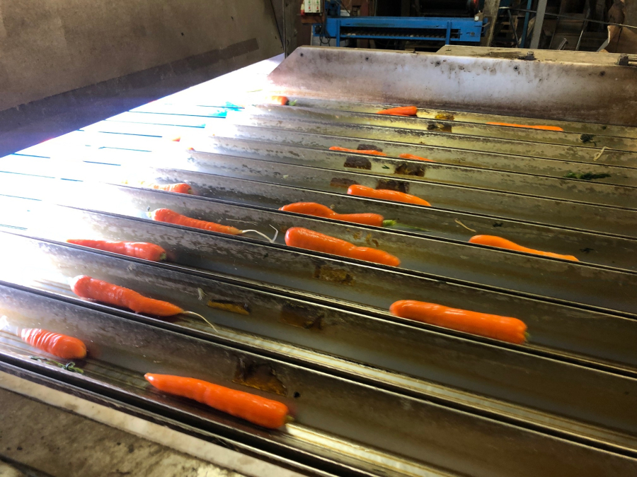5603 NEWTEC Celox RV12 optical grader for carrots