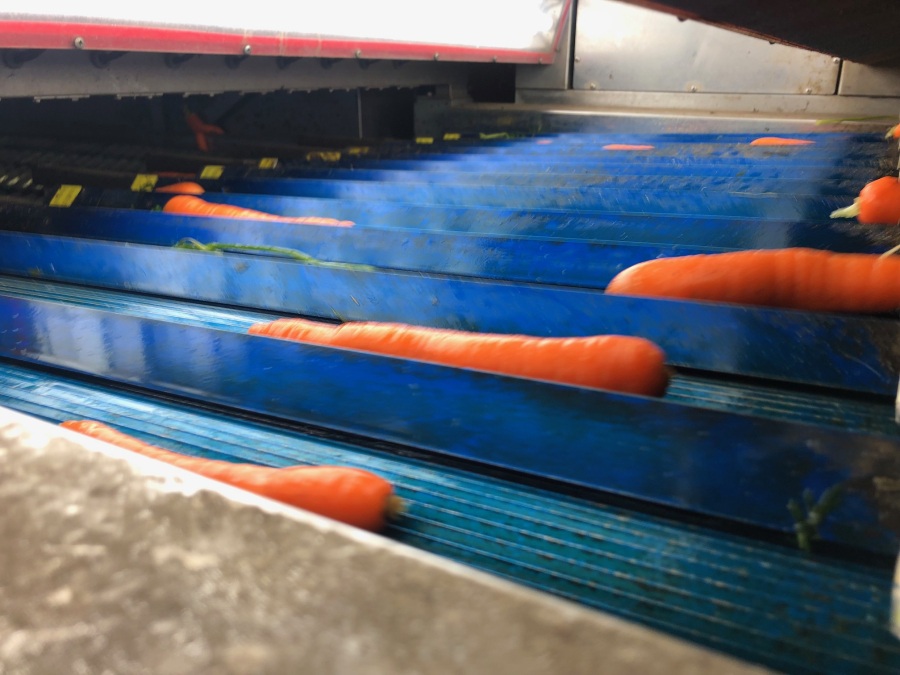 5603 NEWTEC Celox RV12 optical grader for carrots