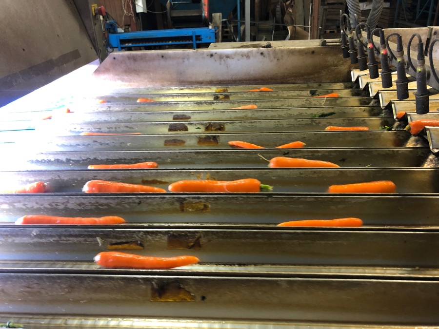 5603 NEWTEC Celox RV12 optical grader for carrots