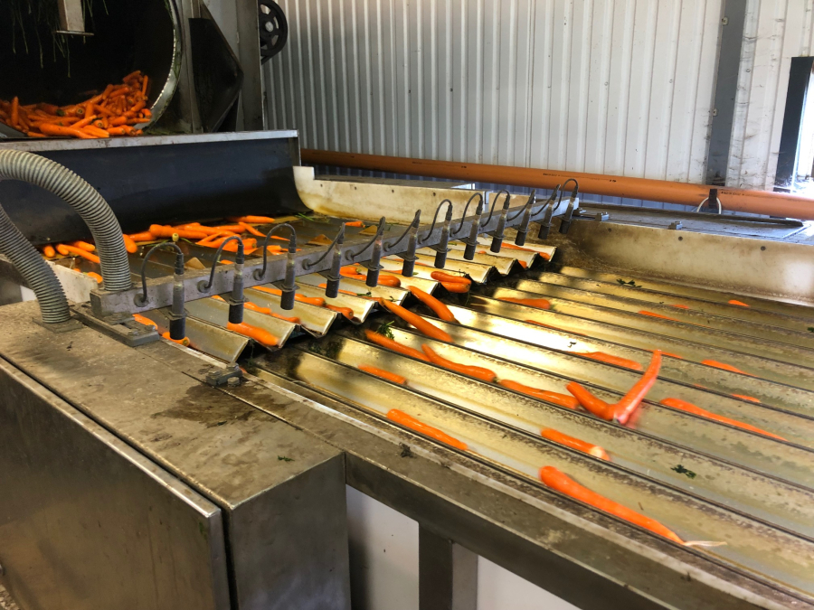 5603 NEWTEC Celox RV12 optical grader for carrots