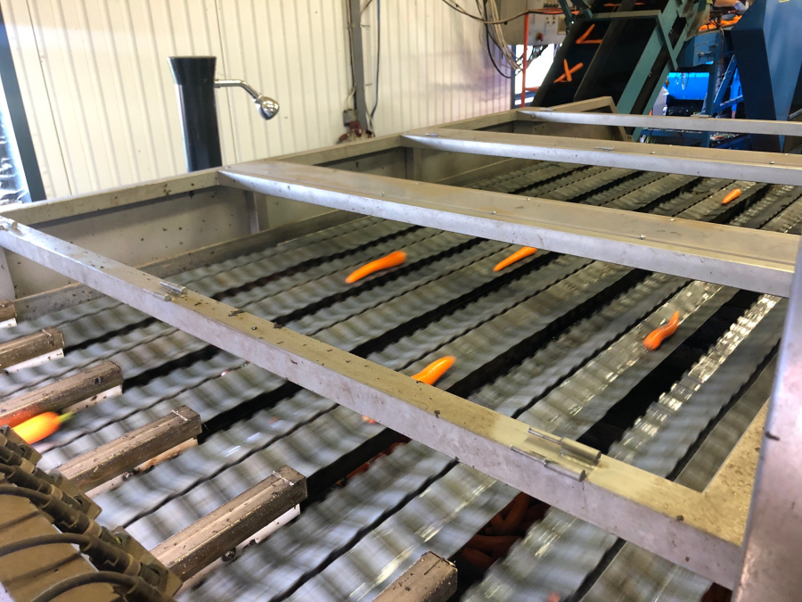 5603 NEWTEC Celox RV12 optical grader for carrots