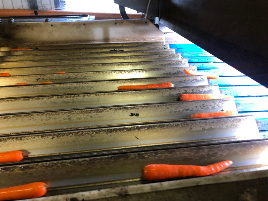 5603 NEWTEC Celox RV12 optical grader for carrots