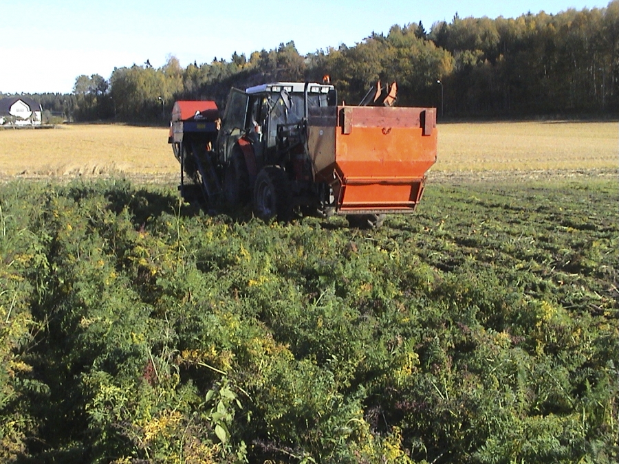 3089 Asa-Lift carrot harvester 1 row with front bunker