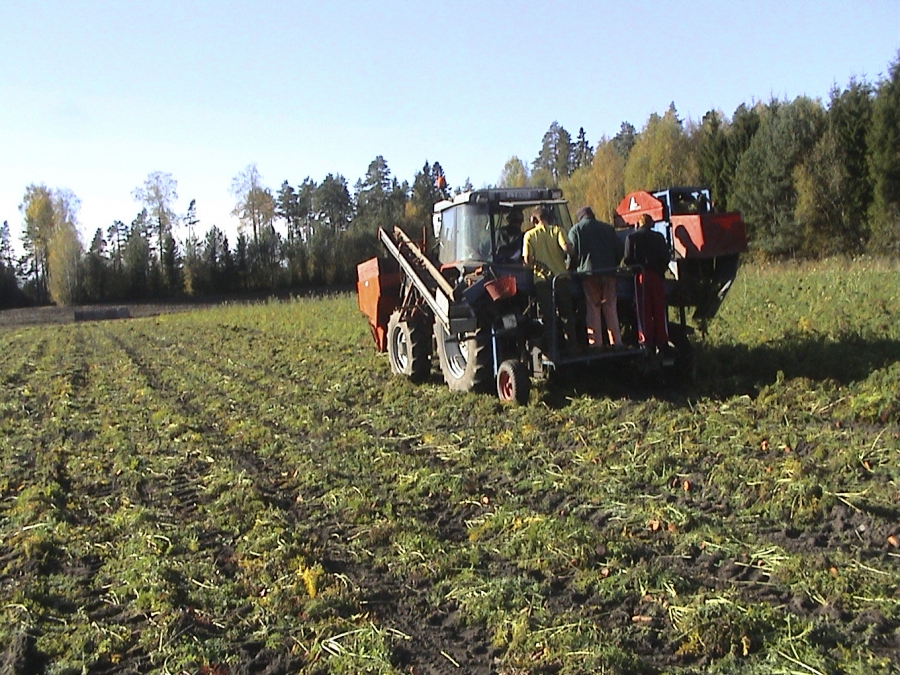 3089 Asa-Lift carrot harvester 1 row with front bunker