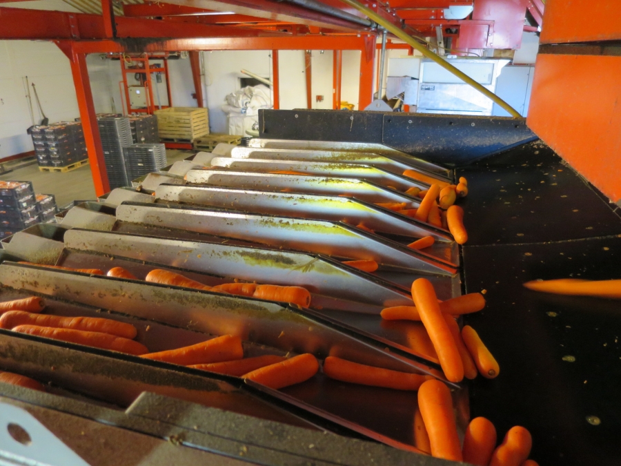 4032 Newtec 3009 weigher with bagging line for carrots