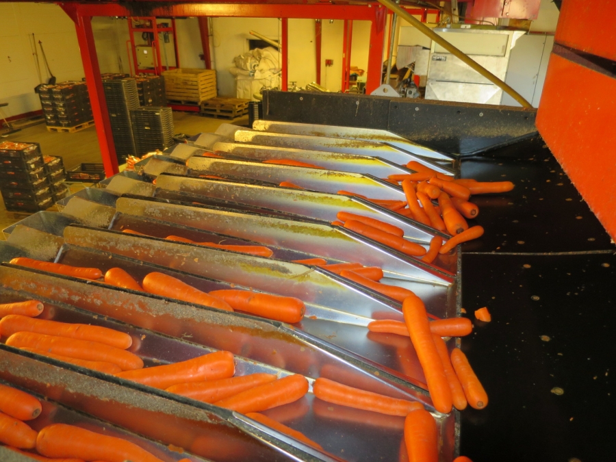 4032 Newtec 3009 weigher with bagging line for carrots